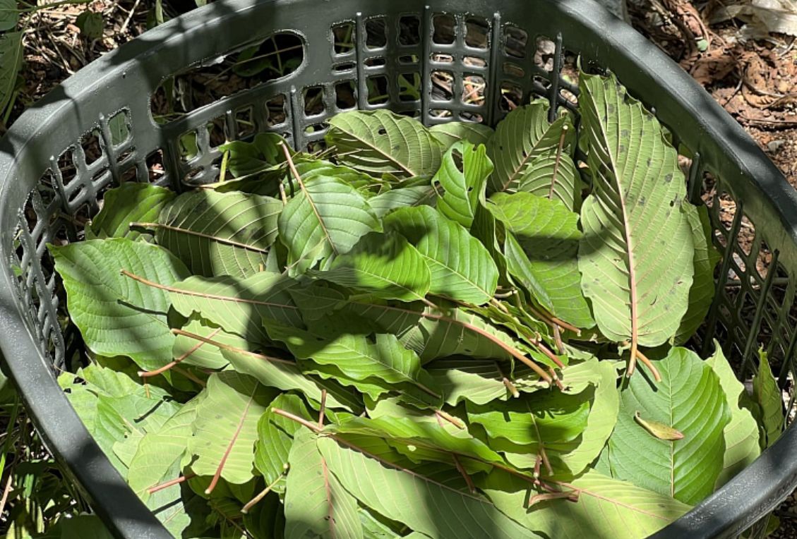 Počet uživatelů kratomu stoupá a mohou za to jeho zdravotní přínosy